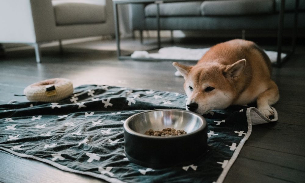 dog not eating his food