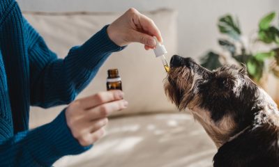 cbd oil for cushings disease in dogs