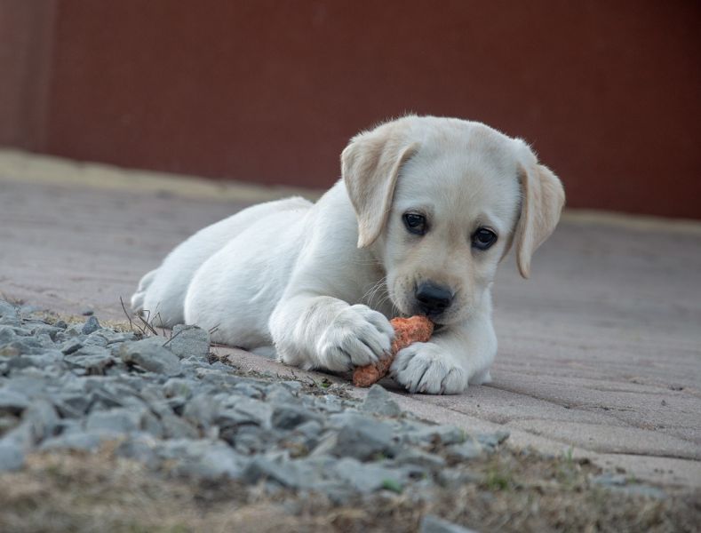 puppy eating treat