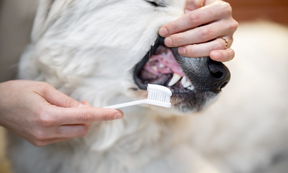 cleaning dog's teeth with a toothbrush