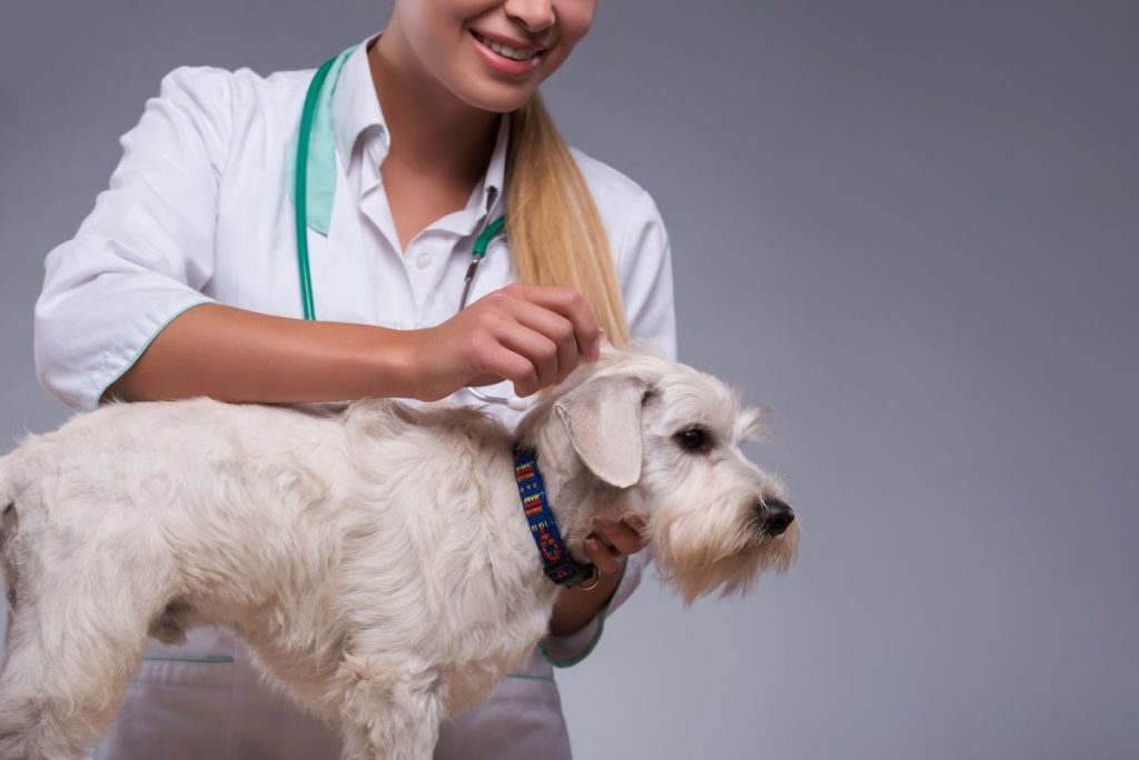 Recognizing and Treating Common Skin Conditions in Dogs