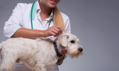 female vet checking dog for skin conditions