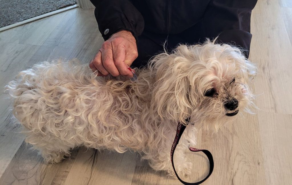 Recognizing and Treating Common Skin Conditions in Dogs