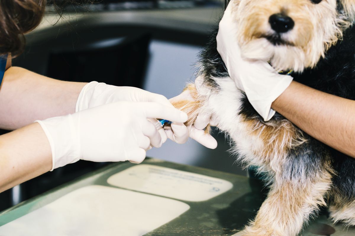 veterinarian giving a small dog an injection in the paw.