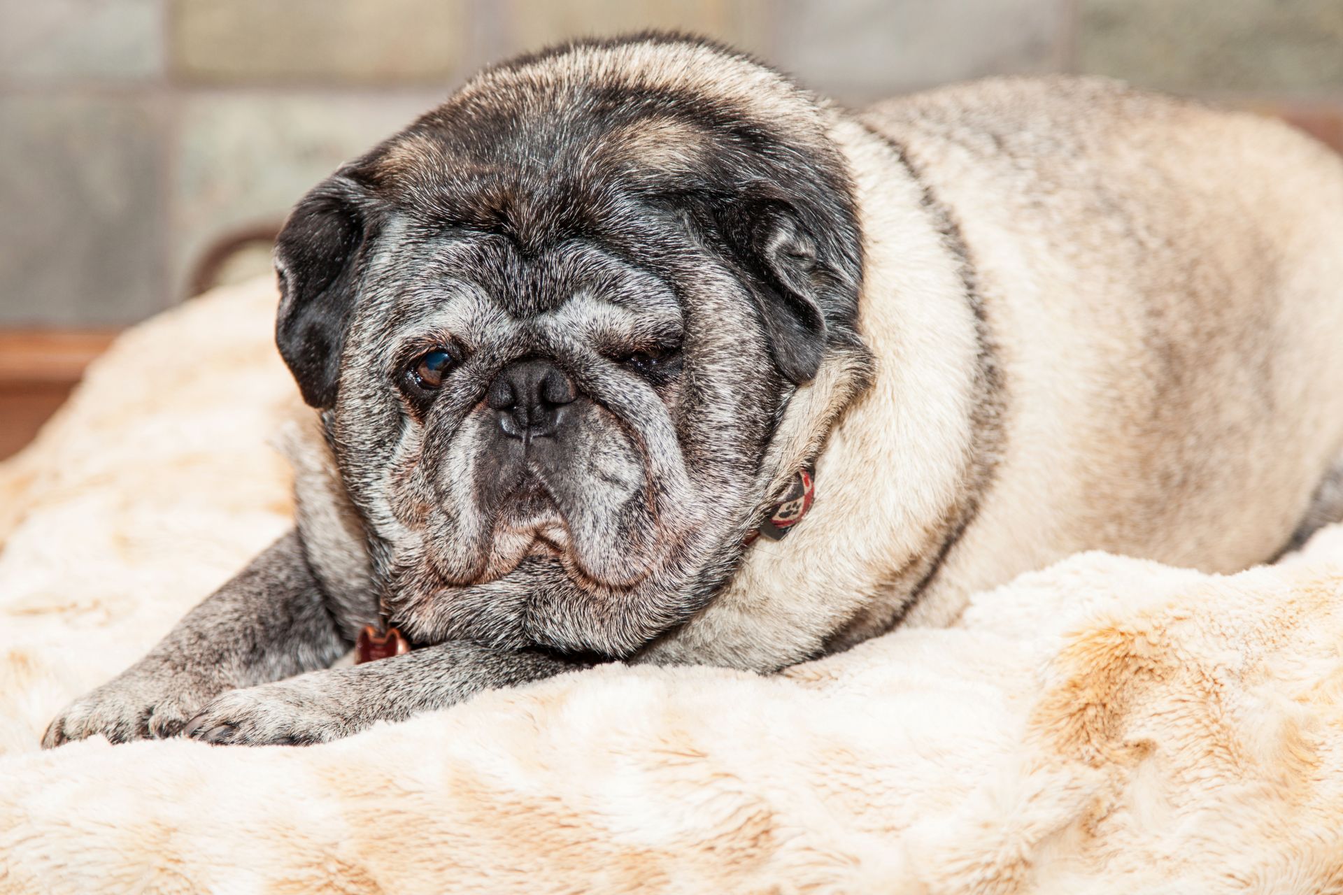 obesity in dogs showing lazy pug on bed