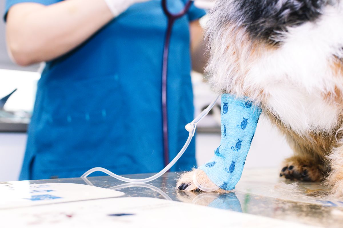 diabetes injection for dog