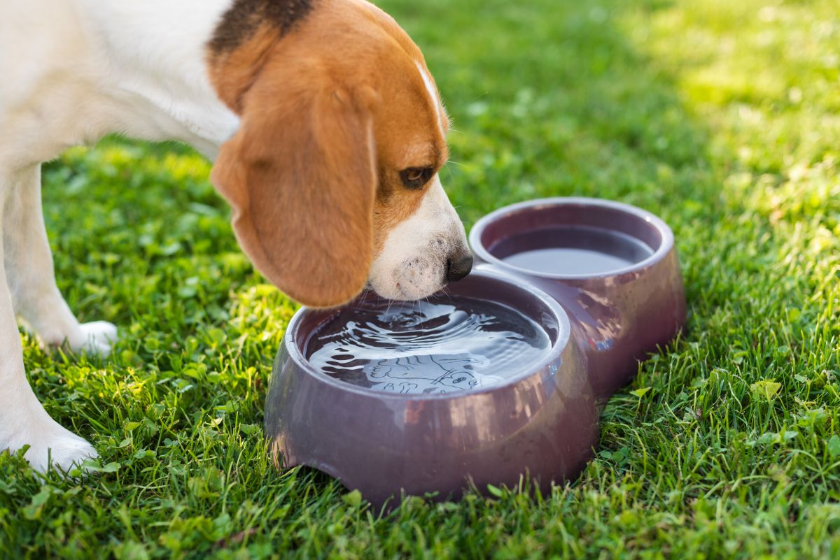 beagle drinking from water bowl to prevent heatstroke