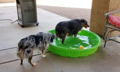 dog in small swimming pool keeping cool