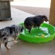 dog in small swimming pool keeping cool