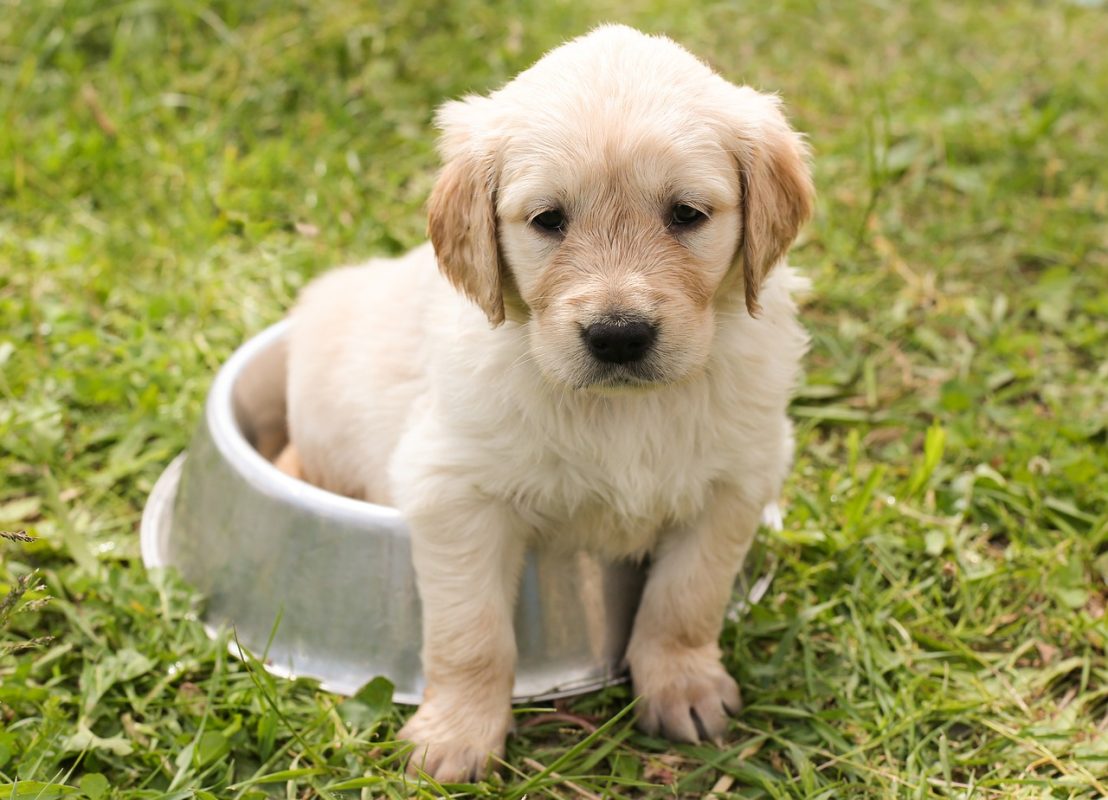 puppy in a dog food bowl