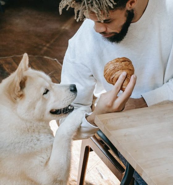 How to Teach Your Dog to Stop Begging at the Table