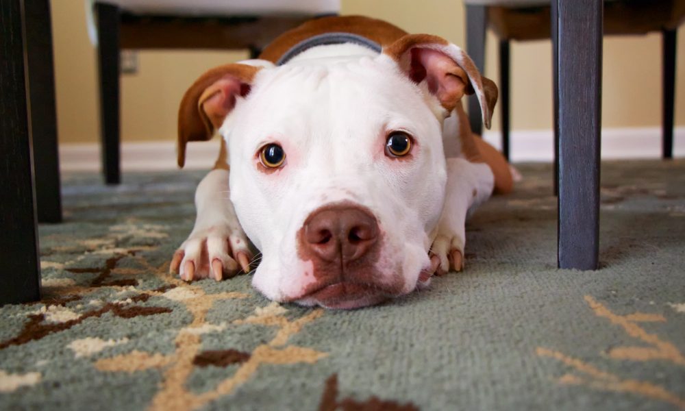 Common Digestive Problems in Dogs and How to Address Them