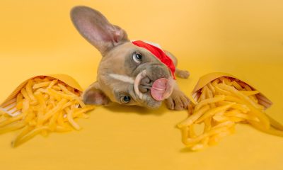 Different Types of Dog Food: Pros and Cons