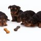 Essential Nutrients for Your Dog's Health