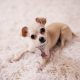 Essential Oils for Dogs: Benefits and Risks