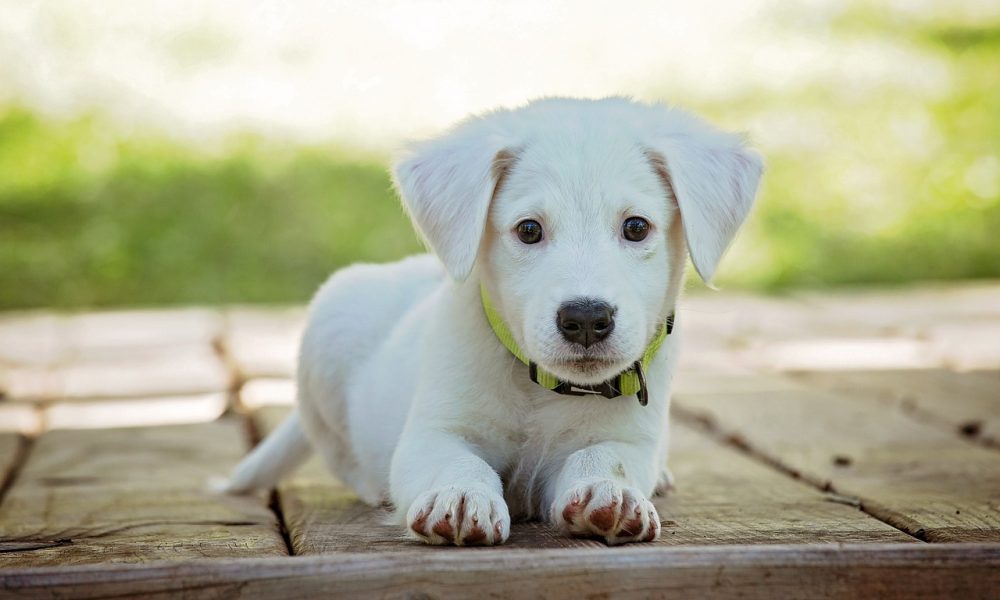 Essential Vitamins and Minerals for Your Dog's Health