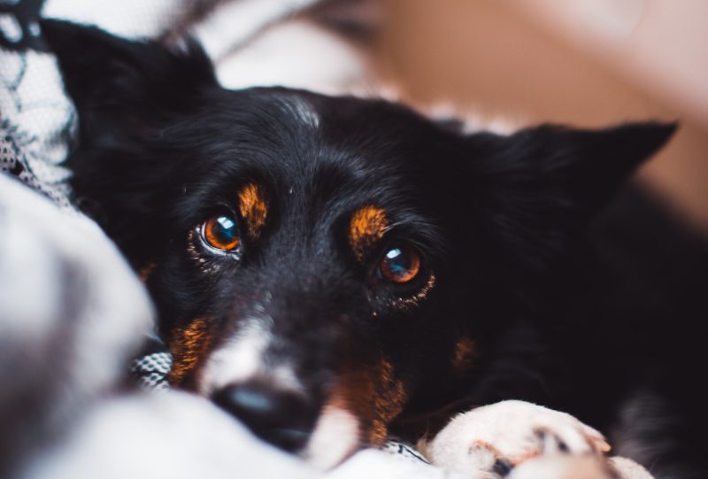 Eye Health for Dogs: Common Conditions and Treatments