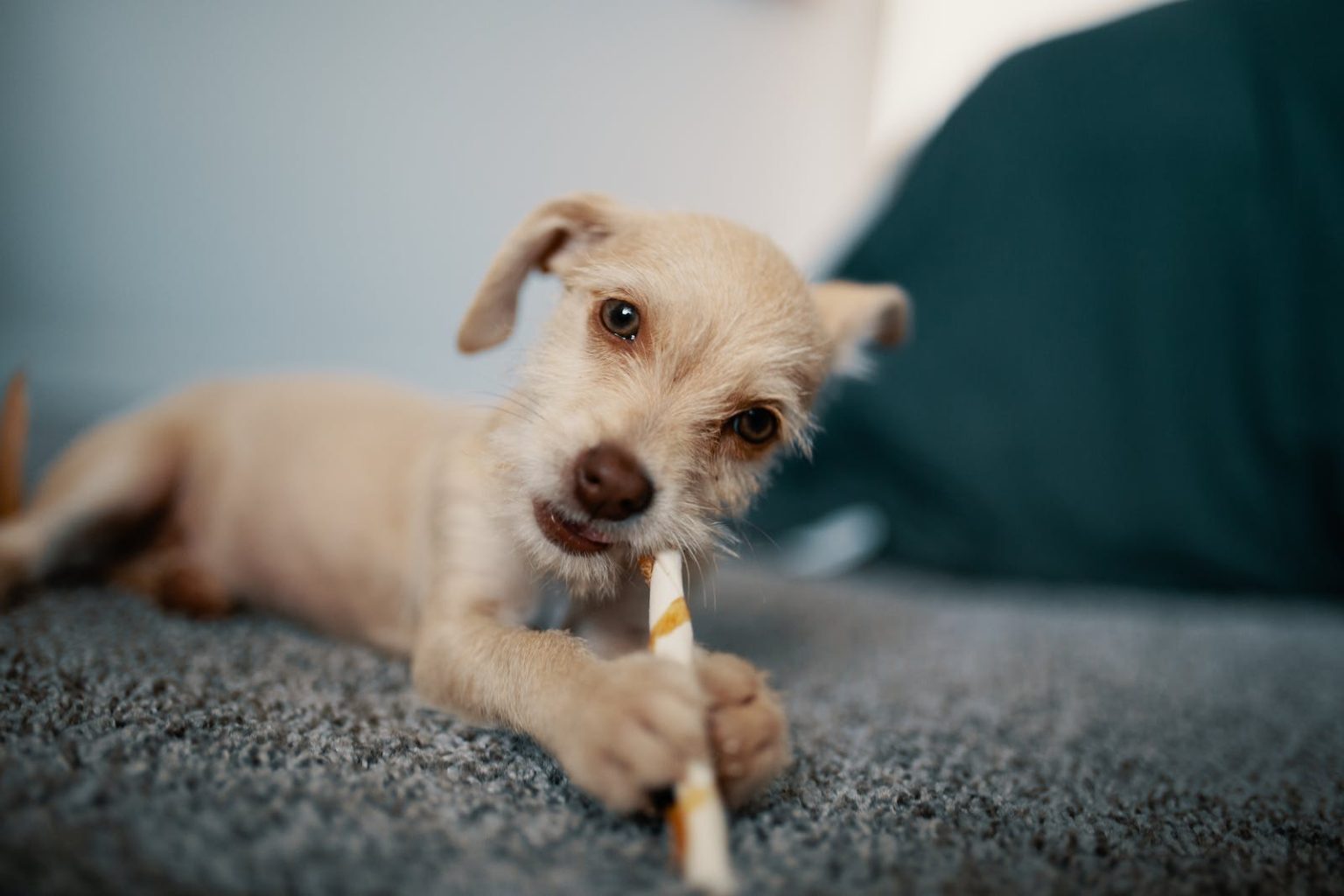 View of Fermented Dog Food: Pros and Cons | Dog Insider