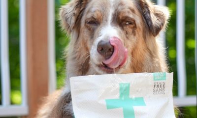 First Aid for Dogs: Basic Care for Injuries and Emergencies