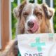 First Aid for Dogs: Basic Care for Injuries and Emergencies