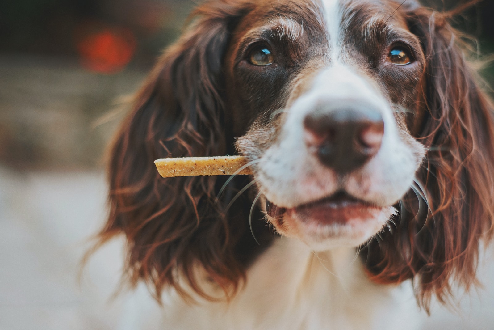 Homemade Dog Food: Benefits and Risks