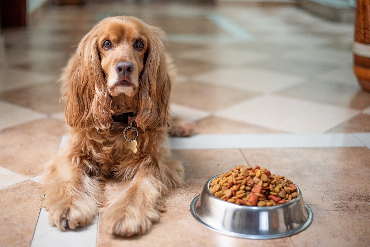 How to Determine the Quality of Your Dog's Food