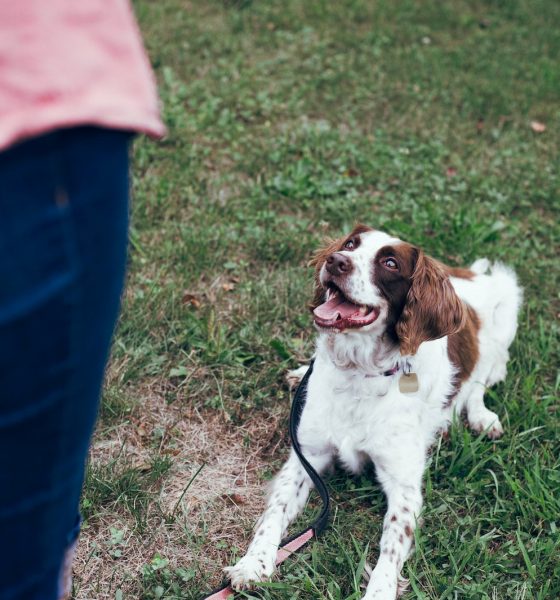 How to Teach Your Dog to Come When Called