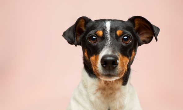 How to Teach Your Dog to Follow Basic Hand Signals