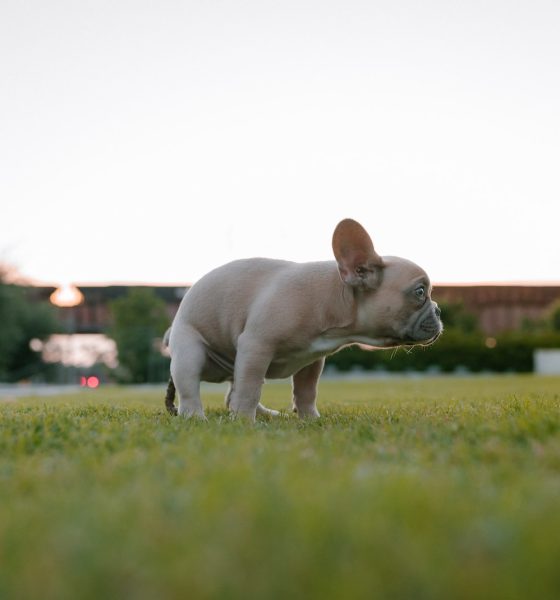 How to Teach Your Dog to Go to the Bathroom on Command