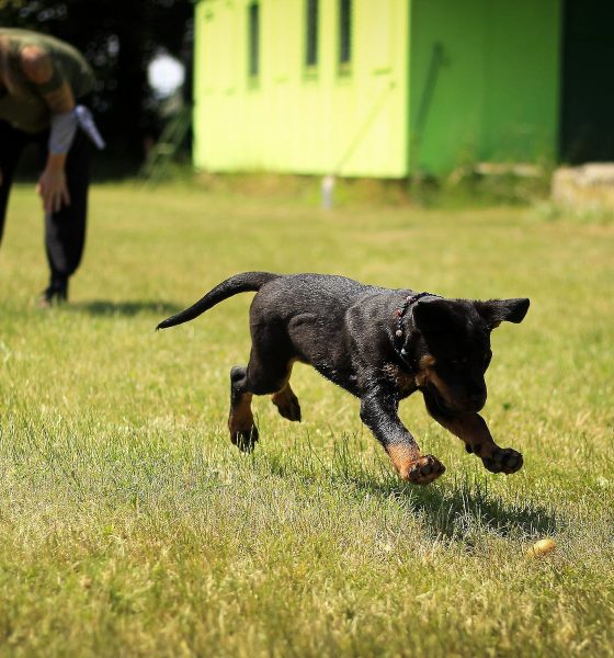 How to Teach Your Dog to Play Dead