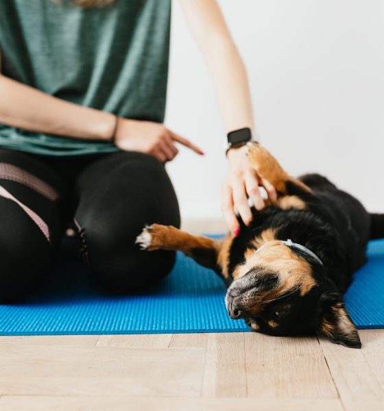 How to Teach Your Dog to Speak on Command