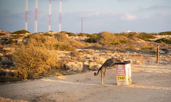 How to Teach Your Dog to Stay Away From the Trash