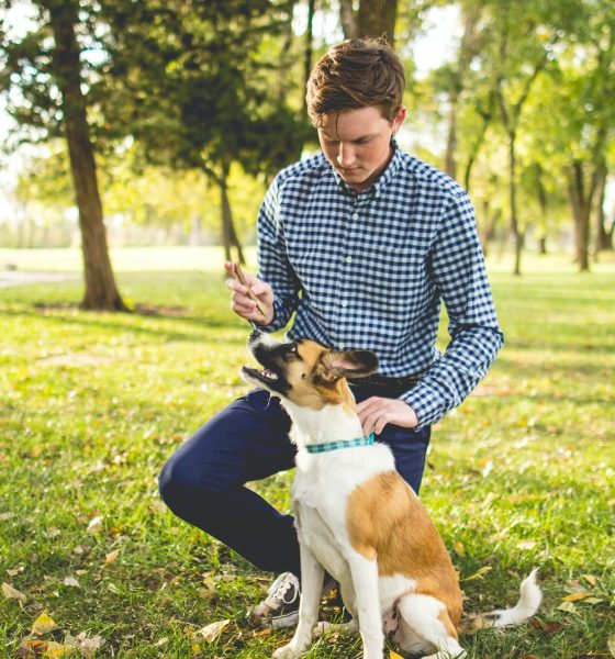 How to Teach Your Dog to Stay in Place