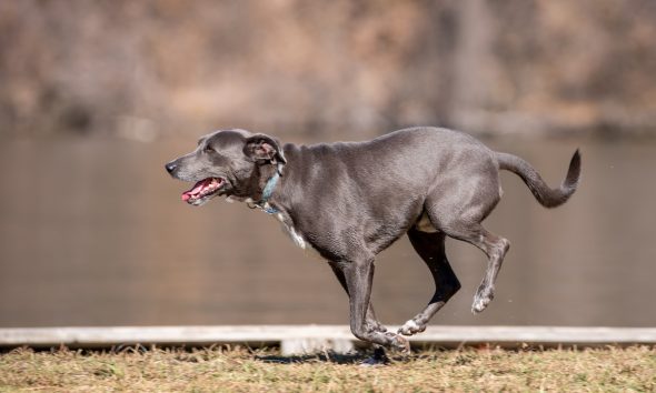 How to Teach Your Dog to Stop Chasing Cars or Bicycles