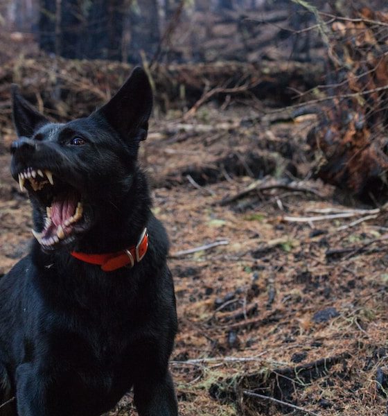 How to Teach Your Dog to Stop Growling or Snapping at People