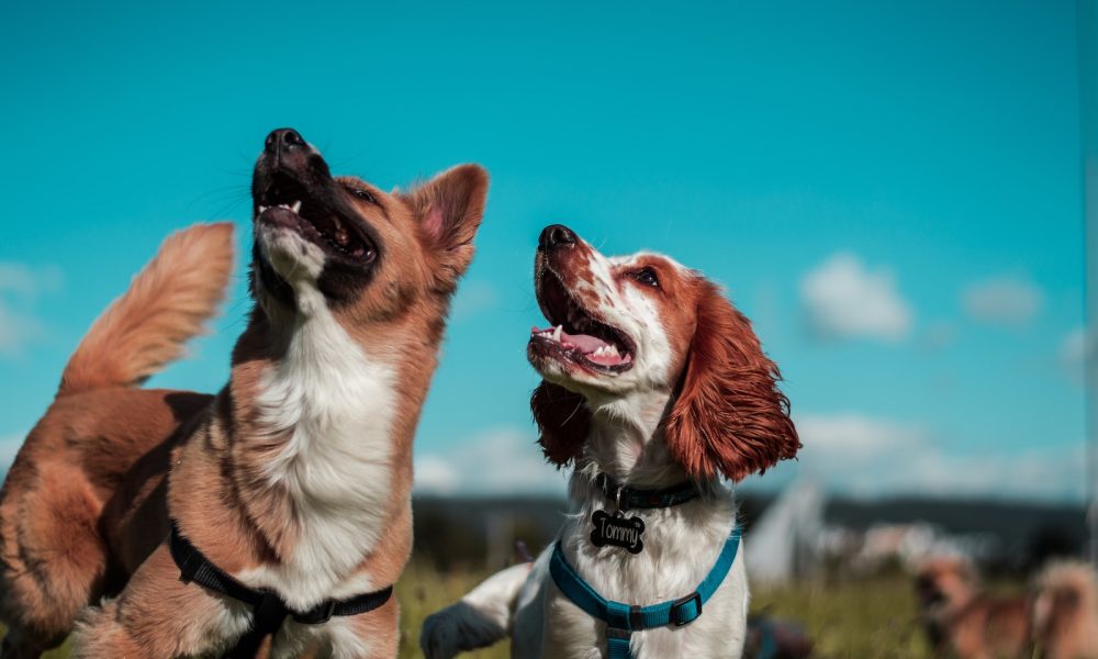 Mental Health for Dogs: Recognizing and Addressing Anxiety and Depression