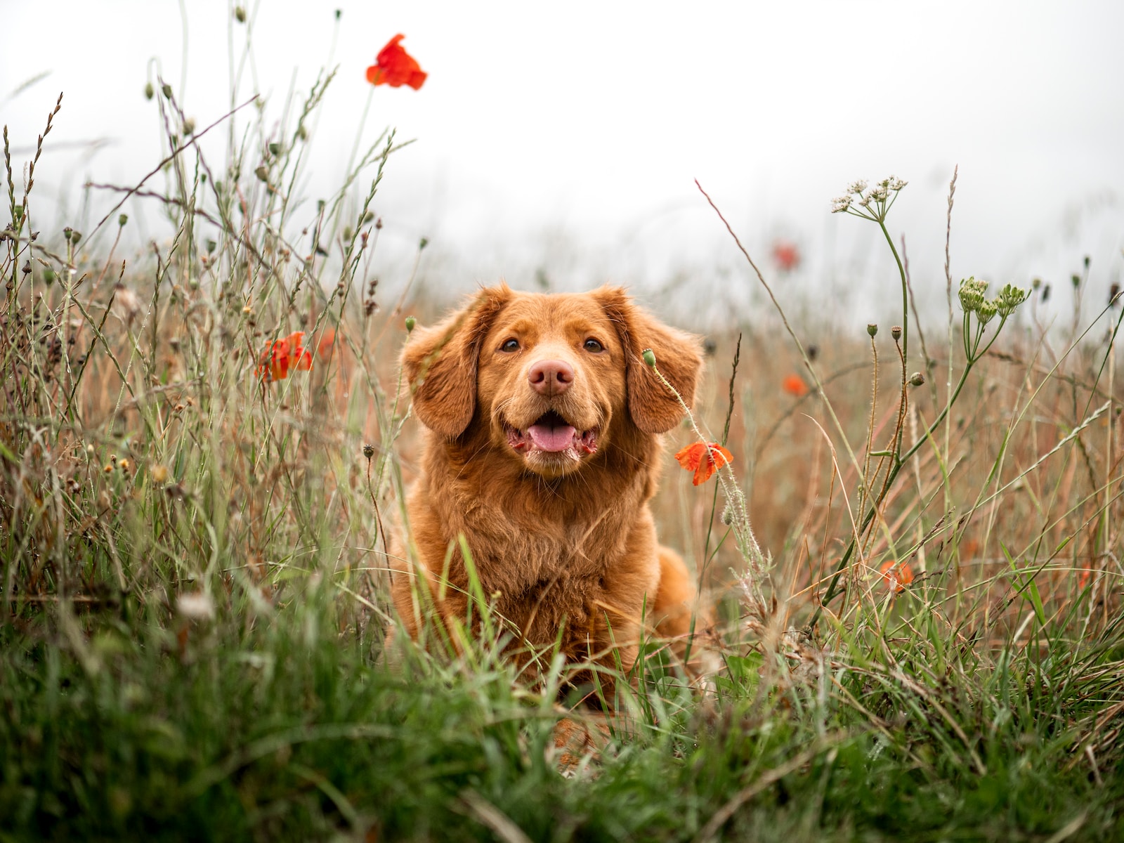 The Benefits of Probiotics for Your Dog's Digestive Health