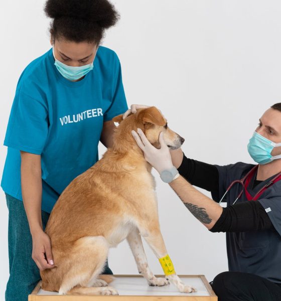 The Importance of Crate Training for Your Dog