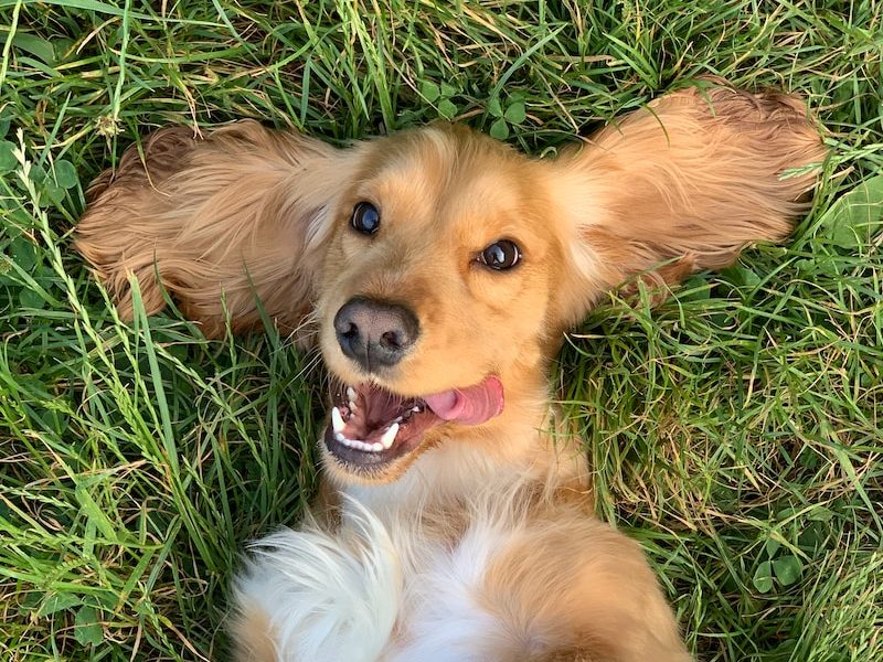 The Importance of Vitamin D for Your Dog's Health