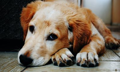 The Link Between Canine Supplements and Joint Health