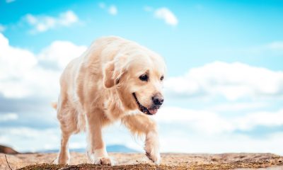 The Pros and Cons of Feeding Your Dog Herbal Supplements
