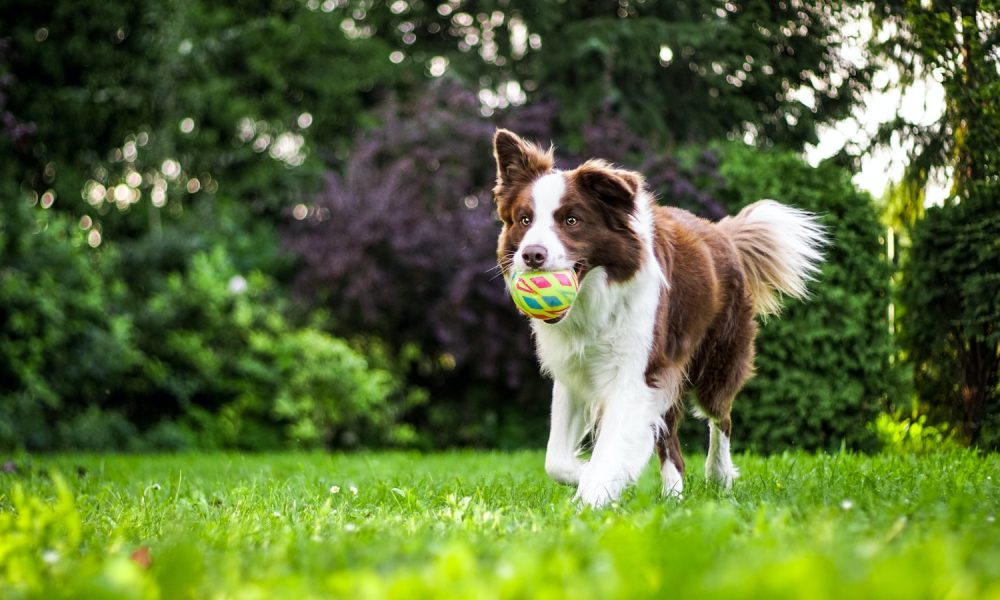 The Role of Attention and Distraction in Dog Training