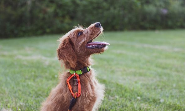 The Role of Body Language in Effective Dog Training