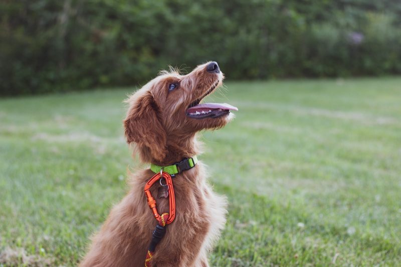 The Role of Body Language in Effective Dog Training