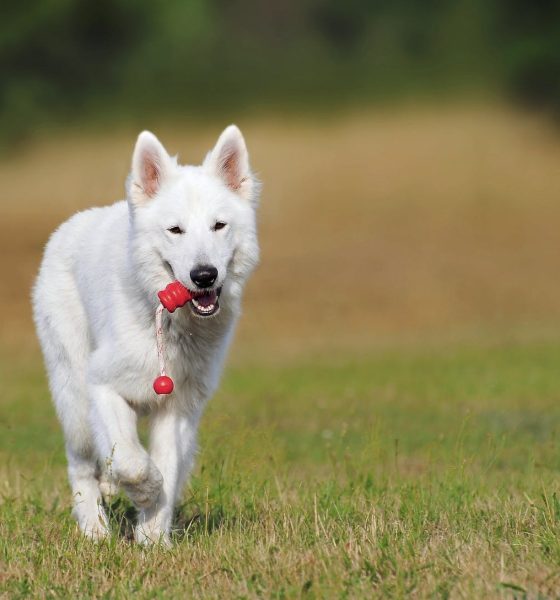 The Role of Consistency in Effective Dog Training