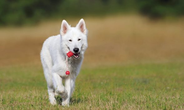The Role of Consistency in Effective Dog Training