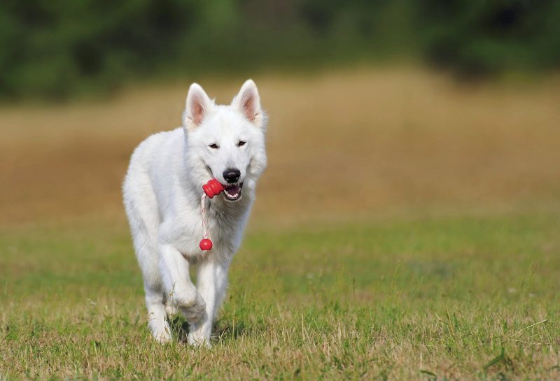 The Role of Consistency in Effective Dog Training
