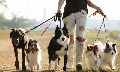 The Role of Obedience Training in Dog Training