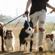 The Role of Obedience Training in Dog Training