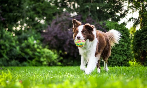 The Role of Play in Effective Dog Training